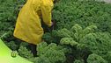 Verdure mediterranee