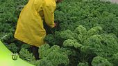 Verdure mediterranee