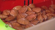 I frutti di mare