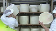 La produzione del pecorino romano
