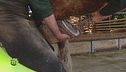 Il lavoro del maniscalco