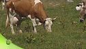 Malga Montasio