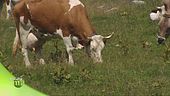Malga Montasio