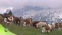 Allevamenti in alpeggio