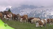 Allevamenti in alpeggio