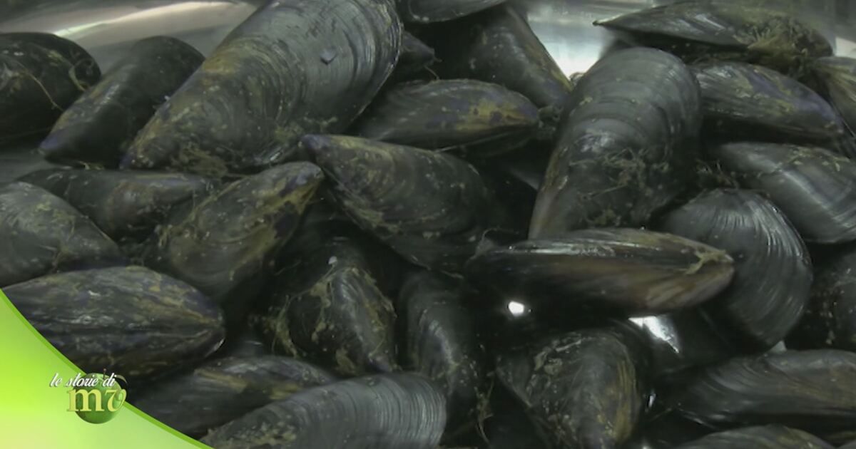 Le storie di Melaverde: La purificazione dei frutti di mare Video ...