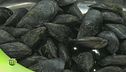 La purificazione dei frutti di mare