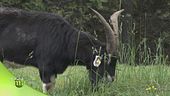 Progetto montagna