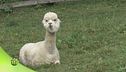 Gli alpaca
