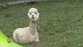 Gli alpaca