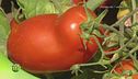 Pomodoro italiano