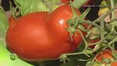 Pomodoro italiano