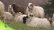 Gregge di razza frabosana