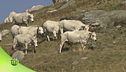 La vita dei malgari