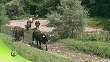 Sapori di una volta