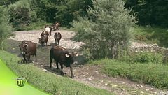 Sapori di una volta