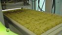 Dal pastificio alla tavola