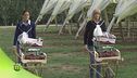 Un tocco di rosa all'agricoltura italiana
