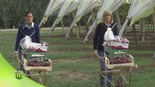 Un tocco di rosa all'agricoltura italiana