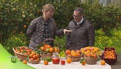 Le diverse varietà di arance