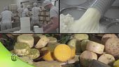 La produzione del pecorino