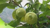 Limoni