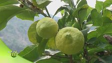 Limoni