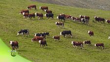 Le vacche di razza valdostana