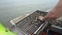 La pesca nella Sacca Scardovari