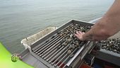 La pesca nella Sacca Scardovari