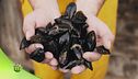 L'allevamento di cozze