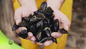 L'allevamento di cozze