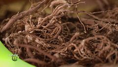 La lavorazione delle erbe