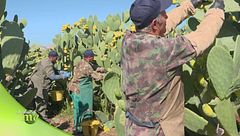 La coltivazione del fico d'India