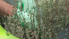 Erbe medicinali in Val D'Aosta