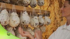 La stagionatura del formaggio caciocavallo