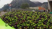 La lavorazione delle olive al frantoio