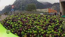 La lavorazione delle olive al frantoio