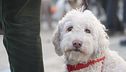 Cani da tartufo, ecco i campioni