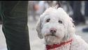 Cani da tartufo, ecco i campioni