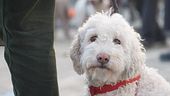 Cani da tartufo, ecco i campioni