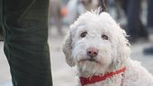 Cani da tartufo, ecco i campioni