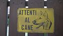 Sbranata dai cani dell'amico