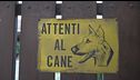 Sbranata dai cani dell'amico