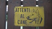Sbranata dai cani dell'amico