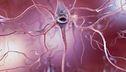 Scoperto il gene dell'Alzheimer