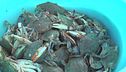 Vongole per fermare il granchio blu