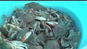 Vongole per fermare il granchio blu