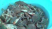 Vongole per fermare il granchio blu