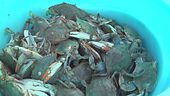 Vongole per fermare il granchio blu